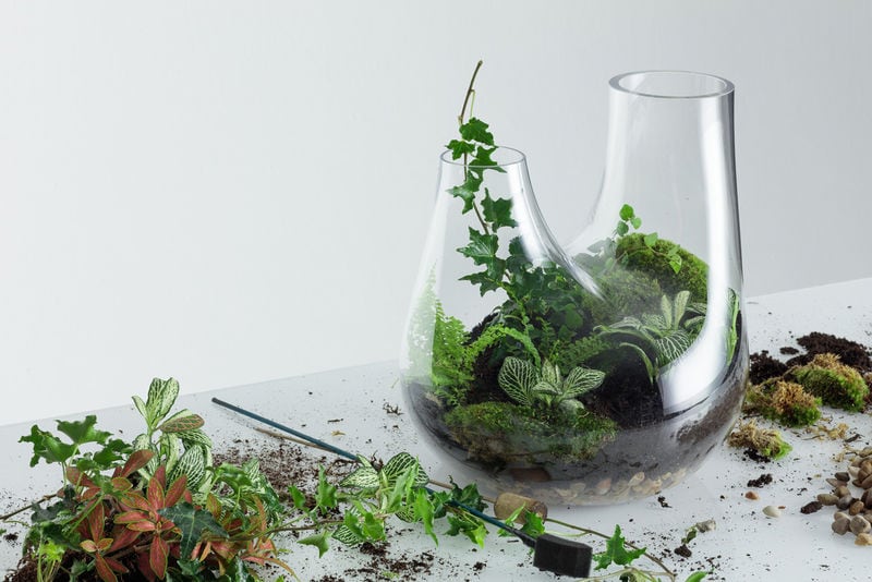 Customized Home Terrariums