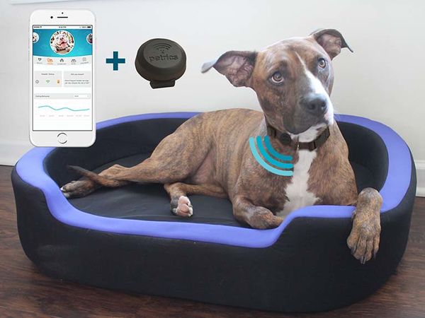 Top 20 Pet Trends in February