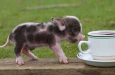 Teacup Pig Pets