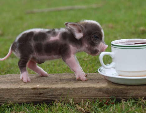 Teacup Pig Pets