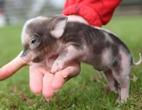 Teacup Pig Pets Image 2