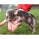 Teacup Pig Pets Image 2