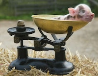Teacup Pig Pets Image 3