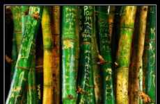 37 Innovations in Bamboo Plants