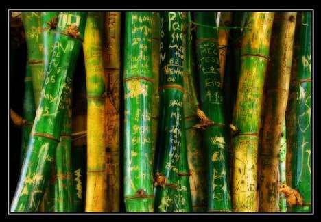 37 Innovations in Bamboo Plants