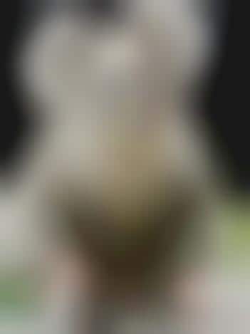 Animals with Media Agents