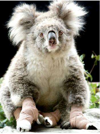 Animals with Media Agents
