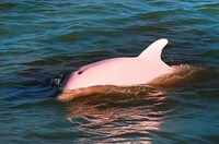 Pink Dolphins Image 2