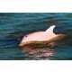 Pink Dolphins Image 2