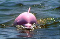 Pink Dolphins Image 3