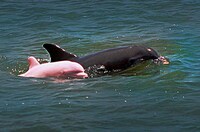 Pink Dolphins Image 4