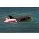 Pink Dolphins Image 4