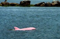 Pink Dolphins Image 5