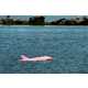 Pink Dolphins Image 5