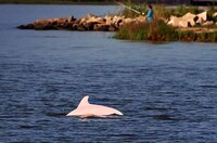 Pink Dolphins Image 6