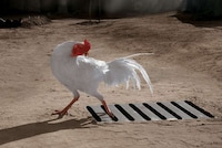 Farm Animals to Promote Hygiene