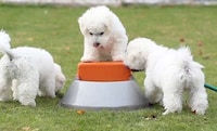 Smart Pet Water Bowls Image 2