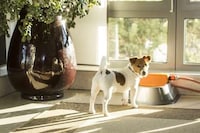 Smart Pet Water Bowls Image 3