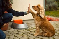 Smart Pet Water Bowls Image 5
