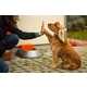 Smart Pet Water Bowls Image 5