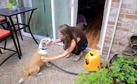 Deep-Cleansing Pet Bathers Image 4