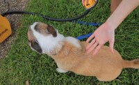 Deep-Cleansing Pet Bathers Image 6