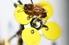 Robotic Bee Attractors