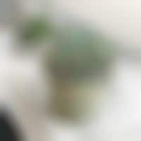 Realistic Succulent Plant Cakes Image 1