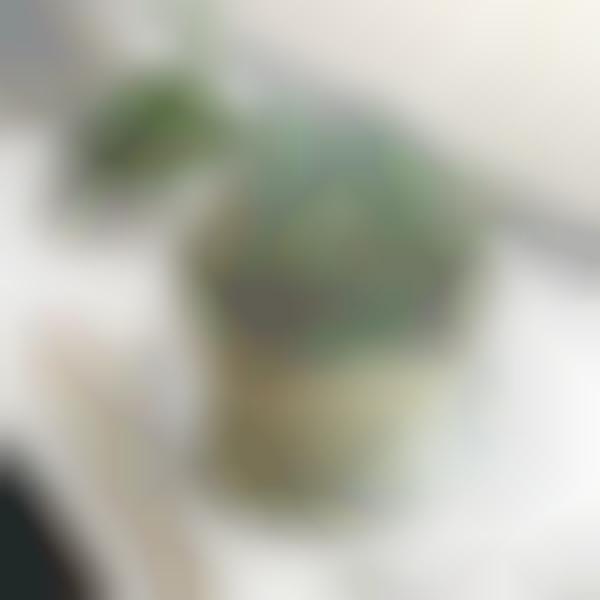 Realistic Succulent Plant Cakes