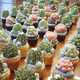 Realistic Succulent Plant Cakes Image 2