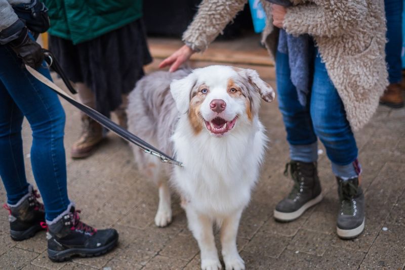 Pet-Friendly Family Phone Plans