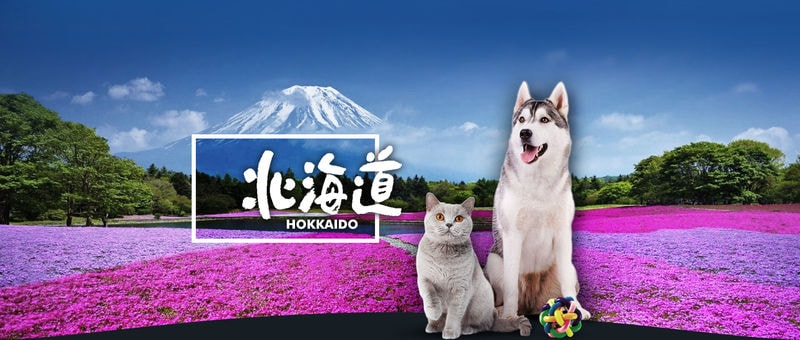 Pet-Friendly Travel Services