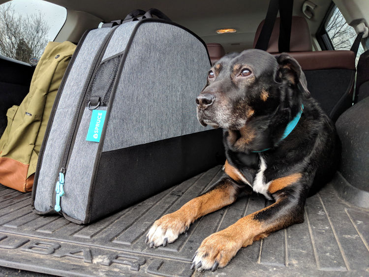 Travel-Friendly Dog Beds