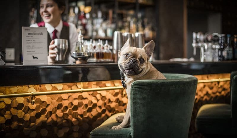 Dog-Focused Drink Menus