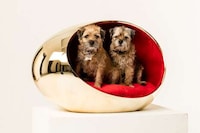 Extravagant Dog Kennel Exhibitions Image 2