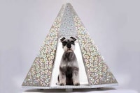 Extravagant Dog Kennel Exhibitions Image 4