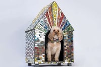 Extravagant Dog Kennel Exhibitions Image 7