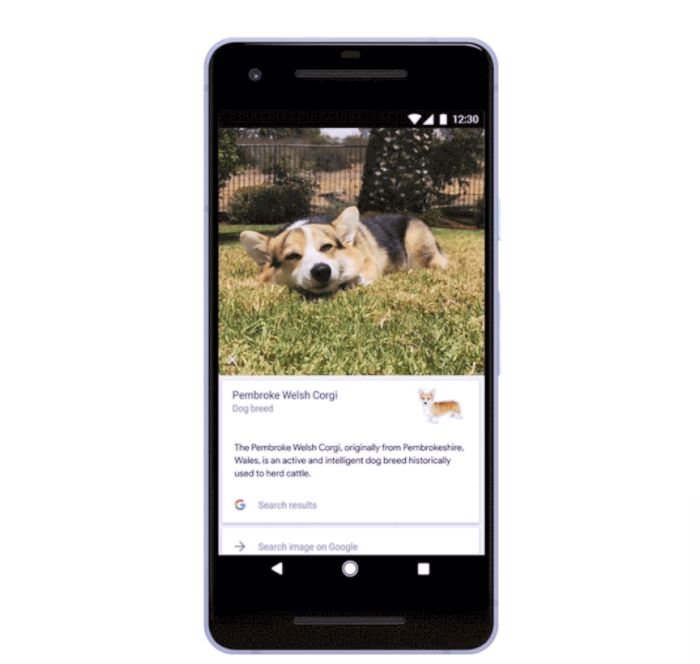 Pet-Analyzing Apps