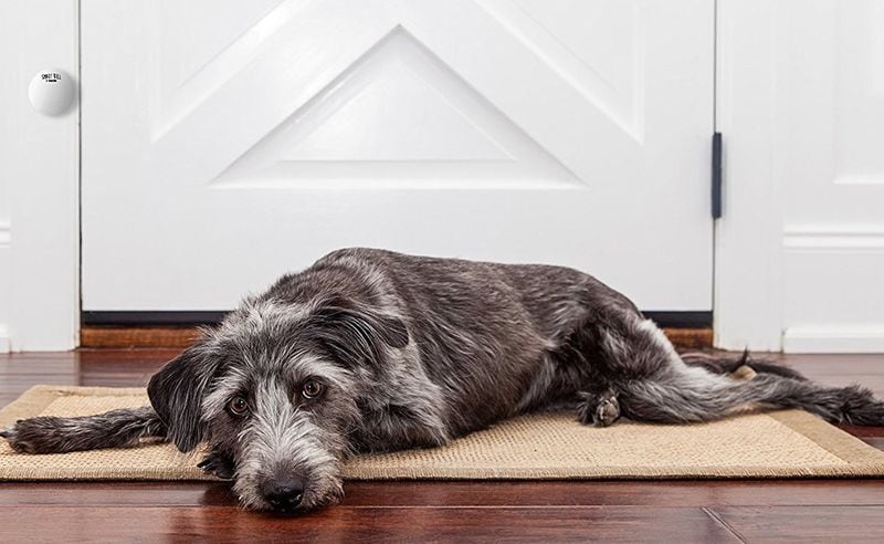 Dog-Training Doorbells