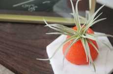 Compostable Air Plant Holders