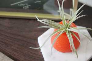 Compostable Air Plant Holders Article Thubnail