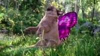 Promotional AR Pets Image 3