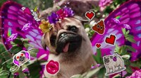 Promotional AR Pets Image 6