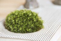Stress-Reducing Miniature Gardens Image 3