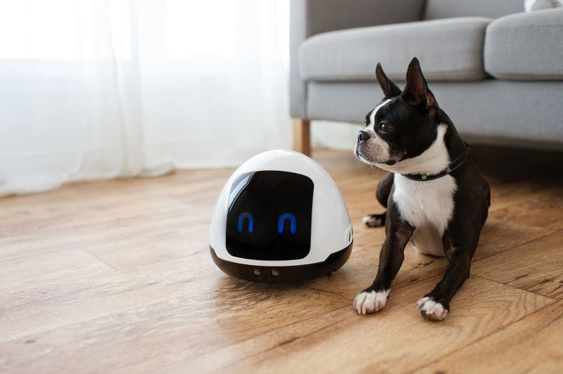 Pet Companionship Robots