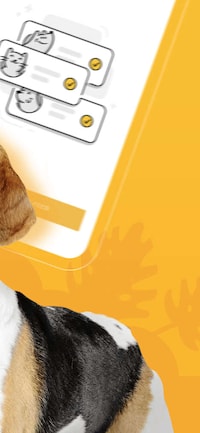 Pet-Streaming Social Networks Image 3