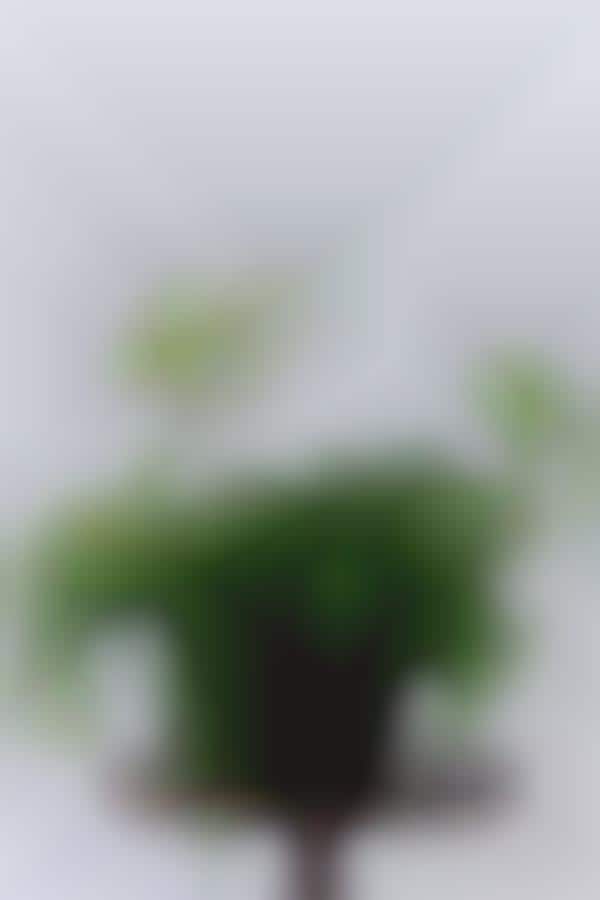 Discolored Fake Plants