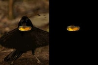 Avian-Inspired TVs Image 7