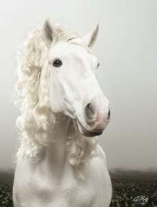 21 Horse-Inspired Innovations