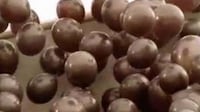 Chocolate Bubble Boarding Image 5